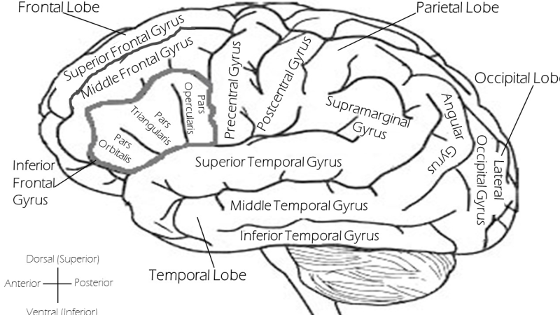 Labeled Brain