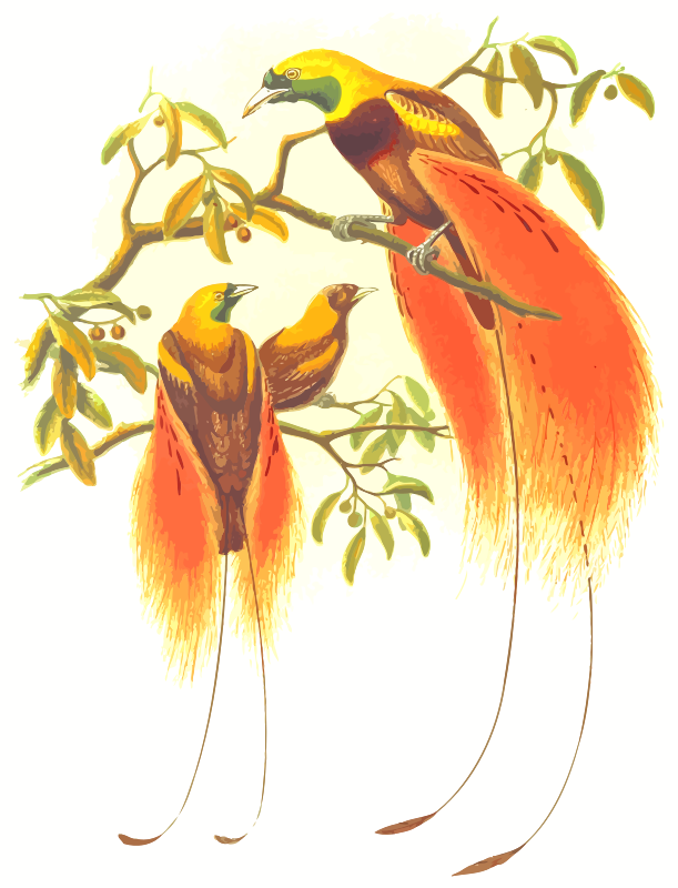 Birds of paradise 2