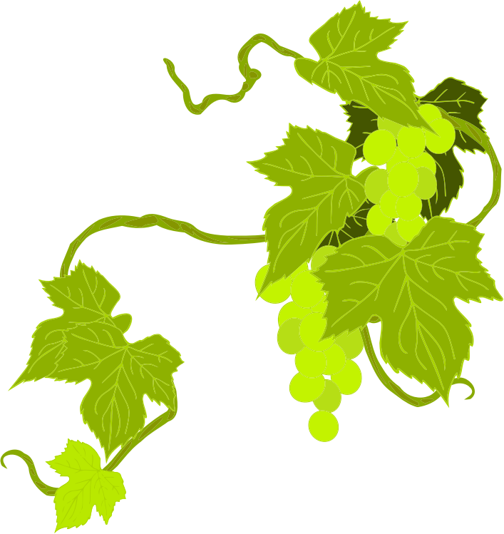 Grapes Illustration