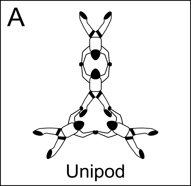Figure A - Unipod, Vol relatif à 4, Formation Skydiving 4-Way