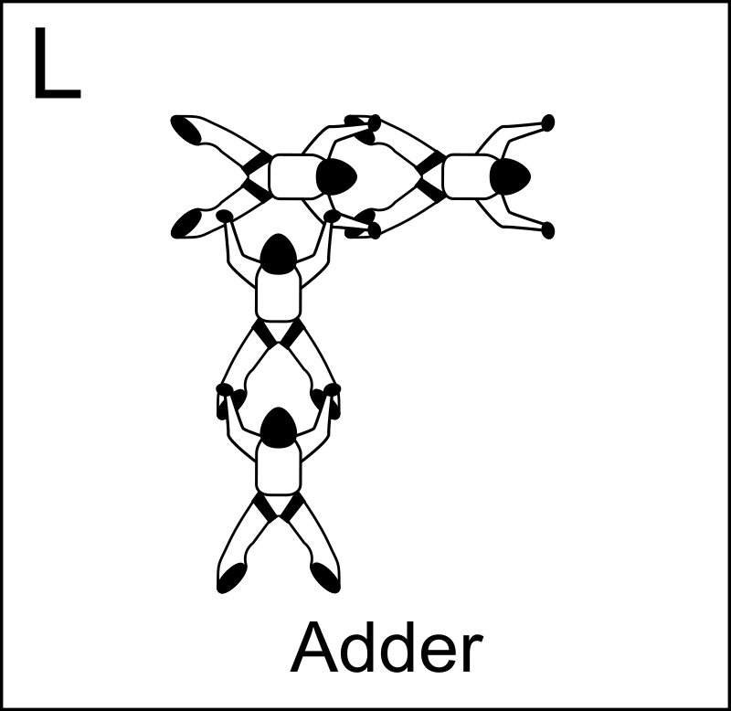 Figure L - Adder, Vol relatif à 4, Formation Skydiving 4-Way