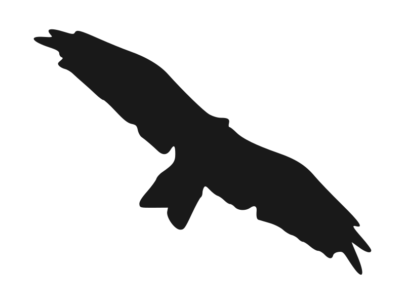 kite(bird) silhouette