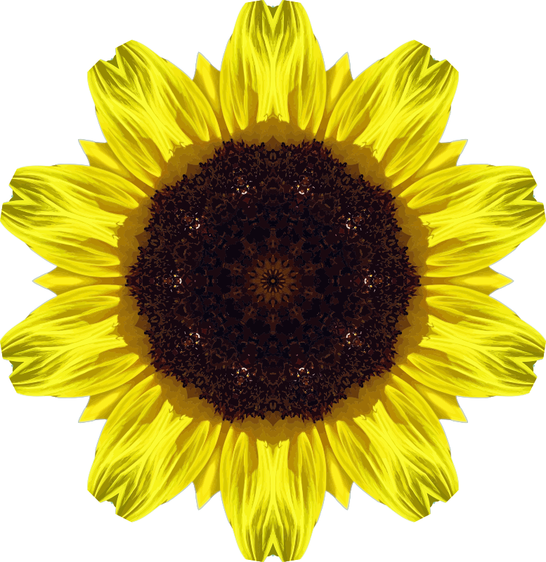 Sunflower kaleidoscope 5