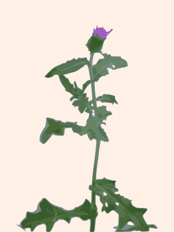 thistle 02