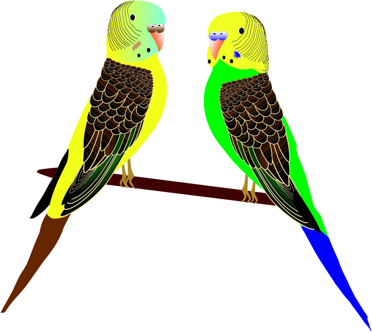 Parakeets Illustration