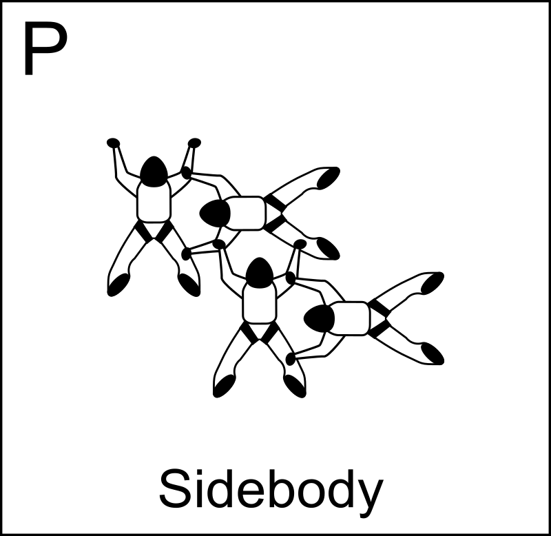 Figure P - Sidebody, Vol relatif à 4, Formation Skydiving 4-Way