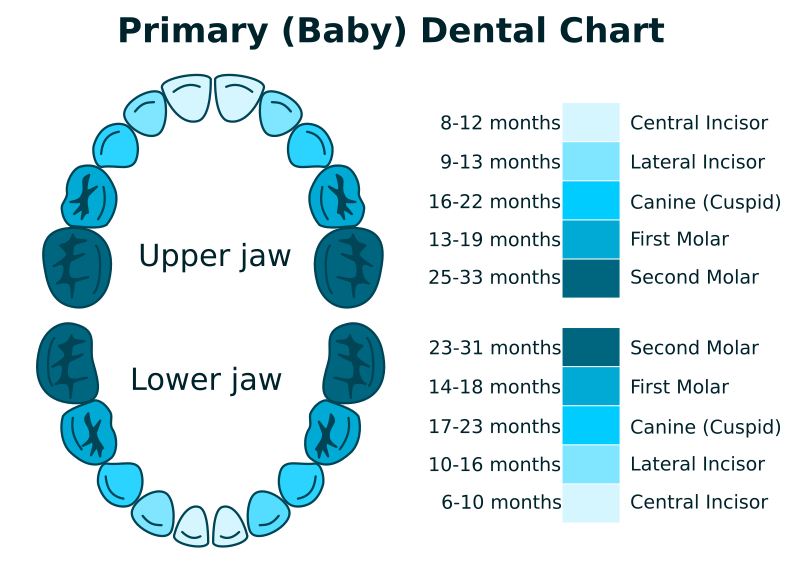 Primary Dental Chart Openclipart