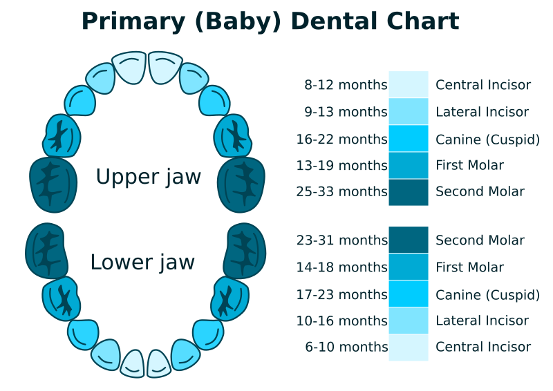 Dental Color Chart