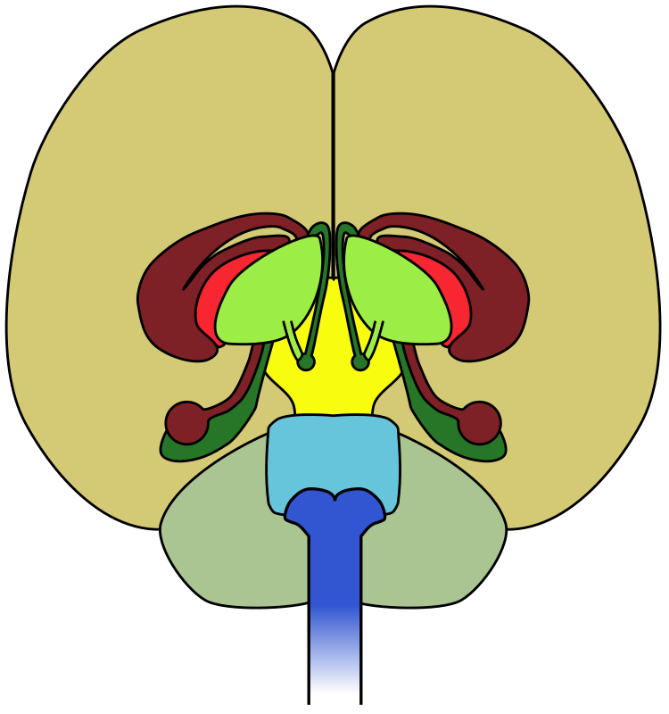 brain-front view