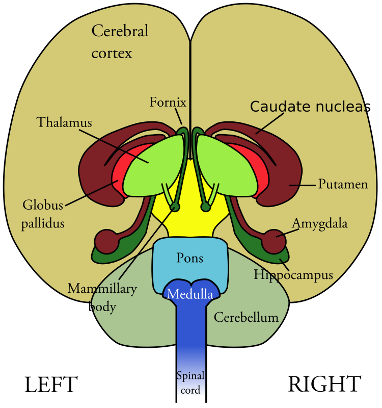 brain-front view