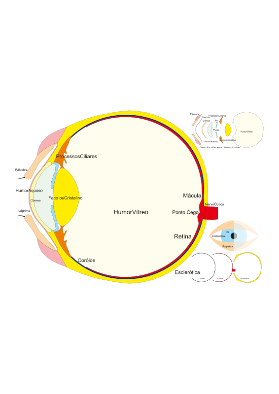 Eye Parts