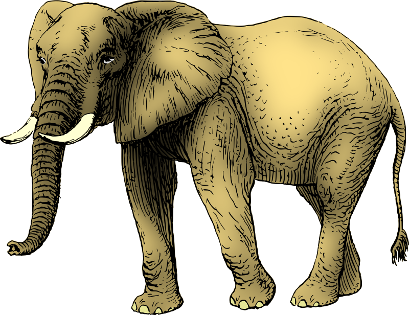 Elephant 9 (coloured)