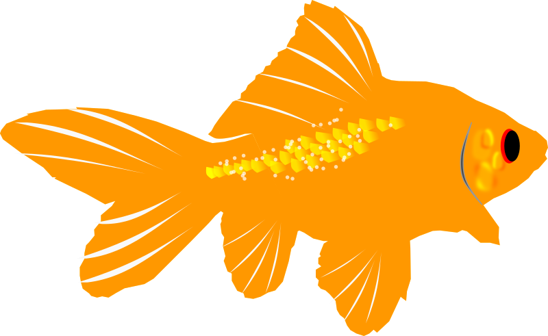 Goldfish