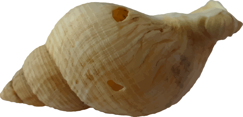 Sea shell 18