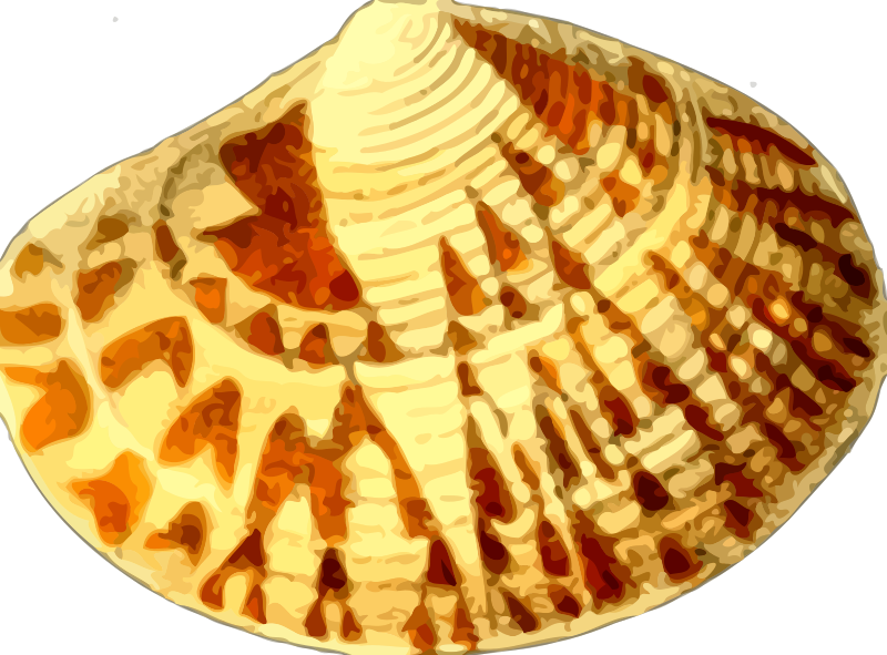 Sea shell 20