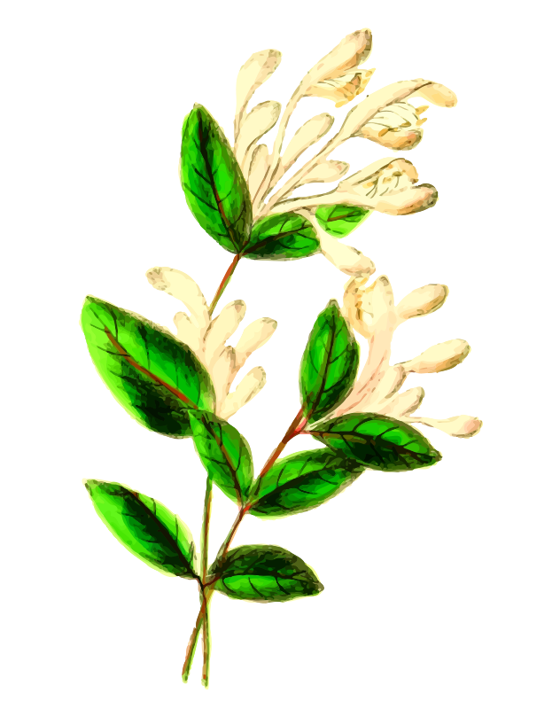 Honeysuckle