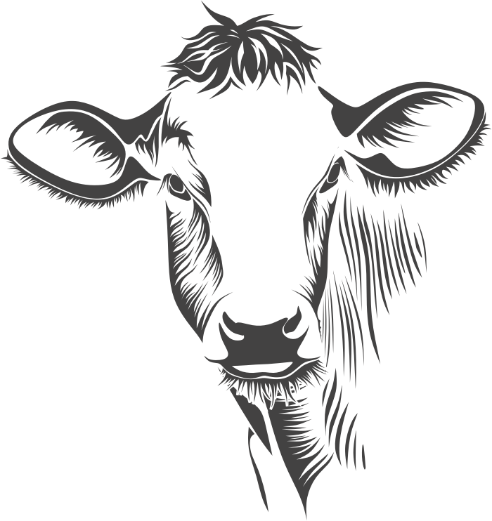 Detailed Cow Line Art