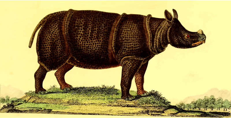 Rhinoceros 4