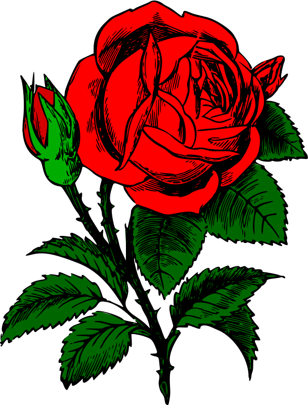 Red rose