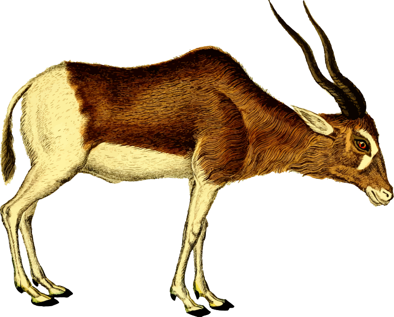 Antelope 2 (isolated)