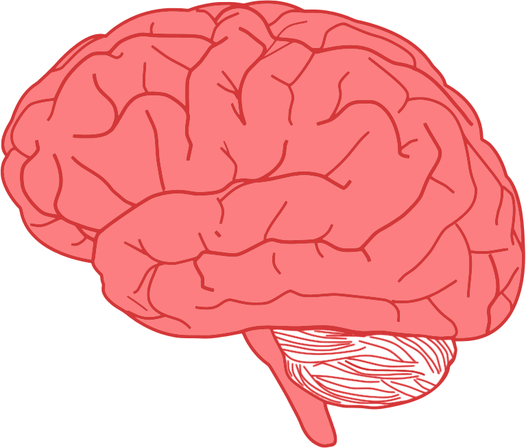 Brain Profile Optimized