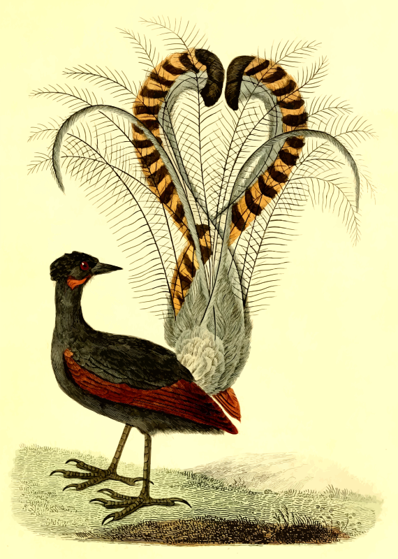 Lyrebird