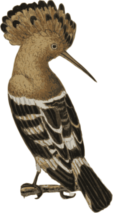 Hoopoe