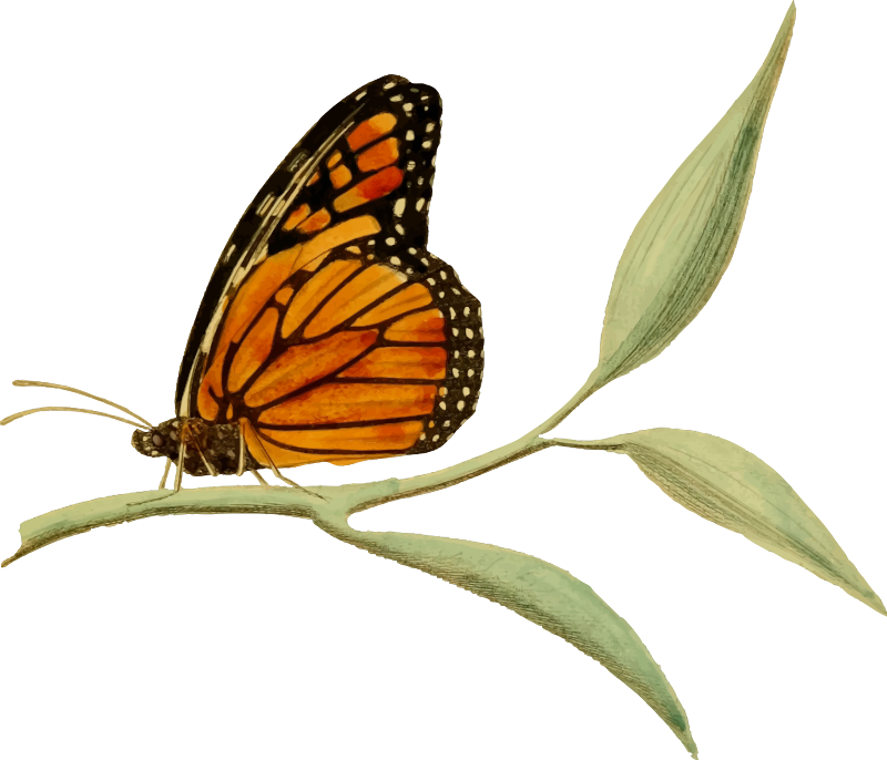 Monarch butterfly 2