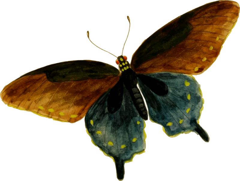 Pipevine swallowtail