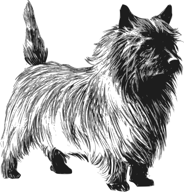 Cairn terrier