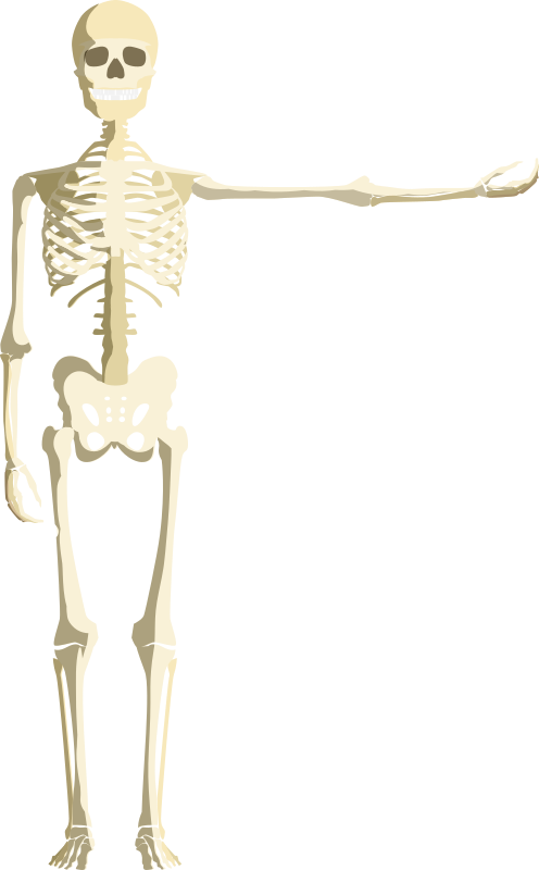 Skeleton