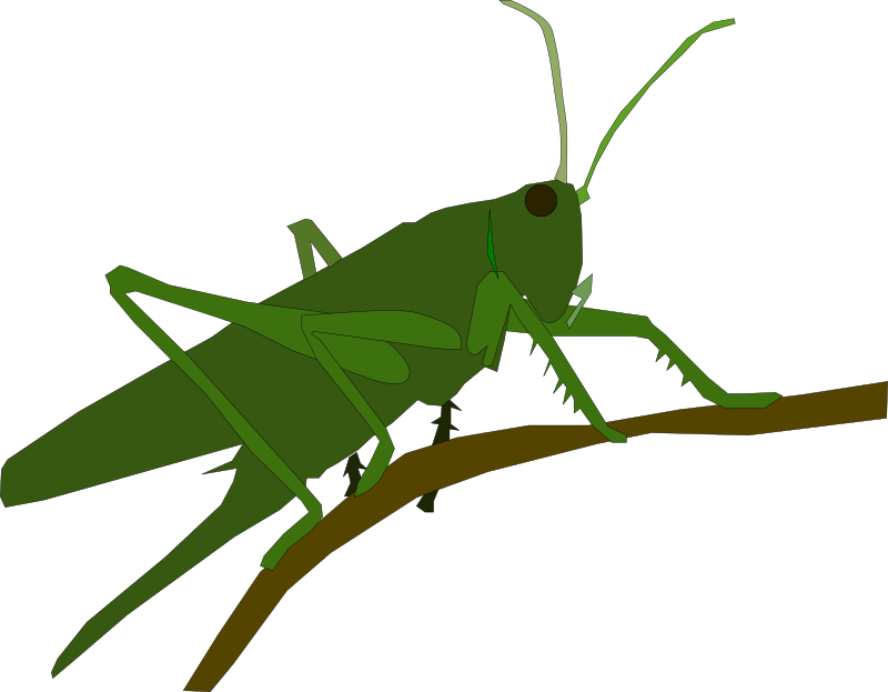 Grasshopper