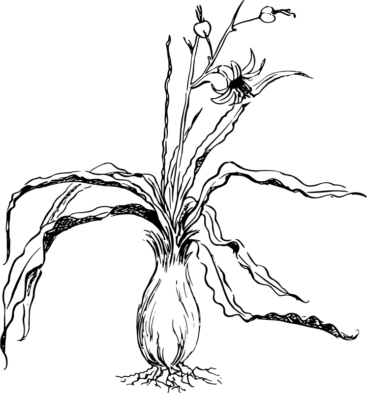 Chlorogalum