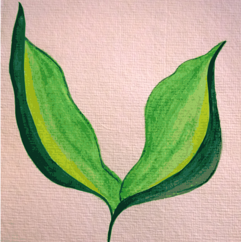 Painted Leaves on hand-made paper, traced.