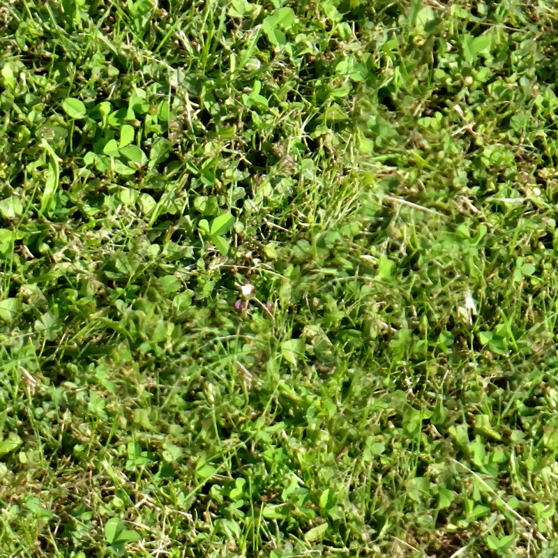 Grass with clover