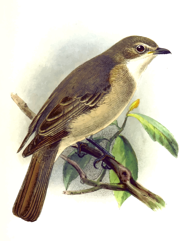 Wood shrike