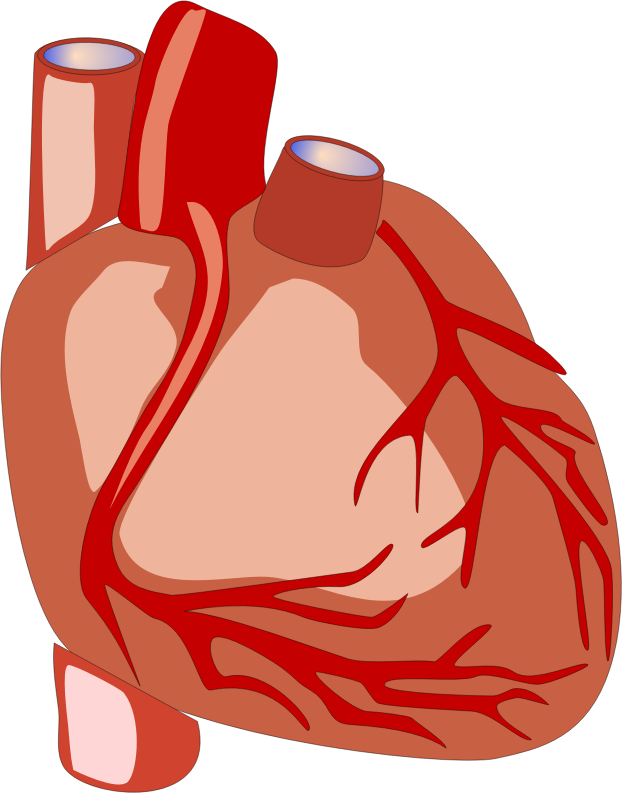 Human heart