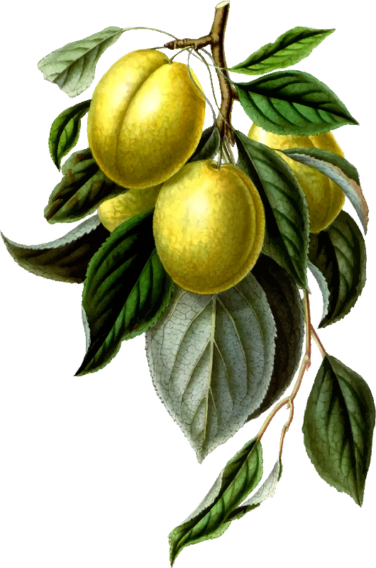 Golden esperen plum