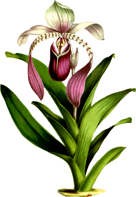 Paphiopedilum Lowii