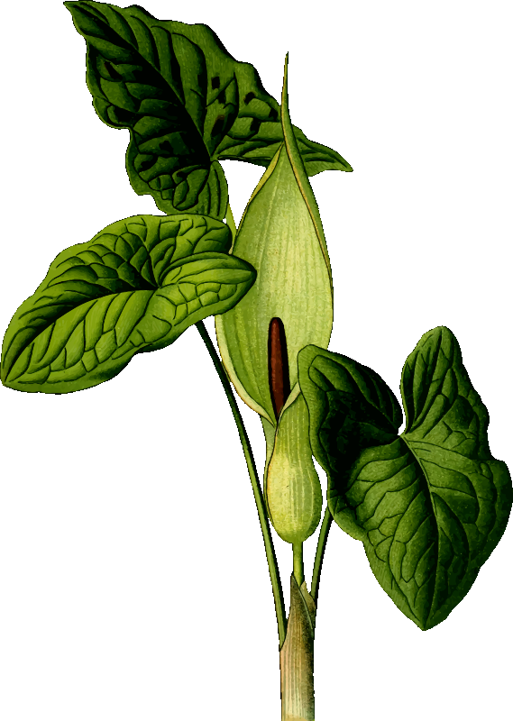 Arum maculatum