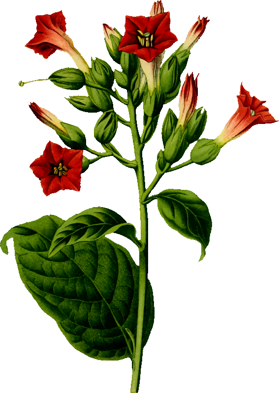 Гербарий Nicotiana Rustica