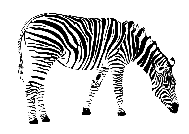 zebra