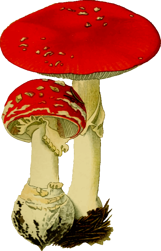 Fly agaric