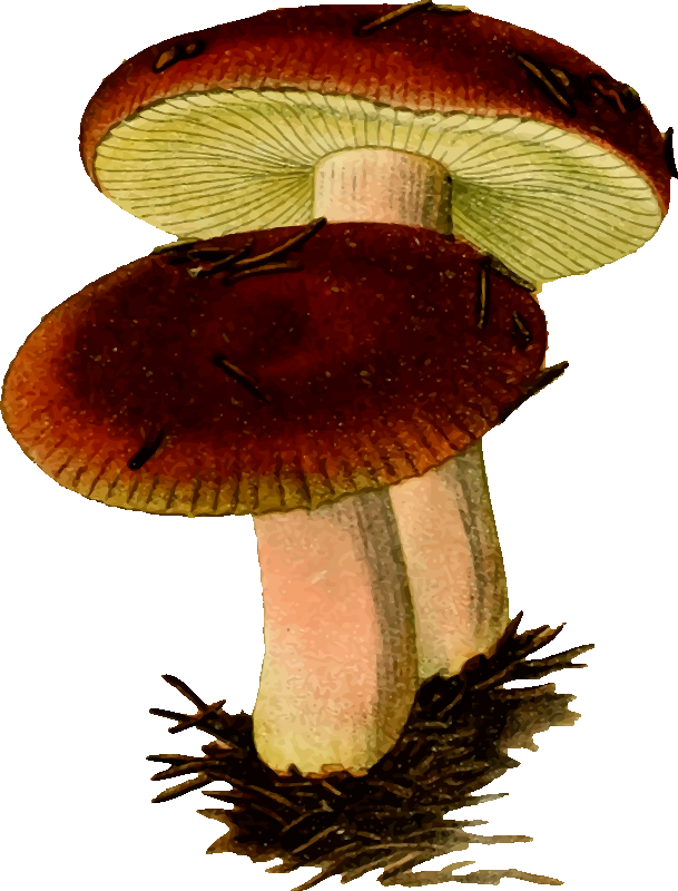 Russula emetica