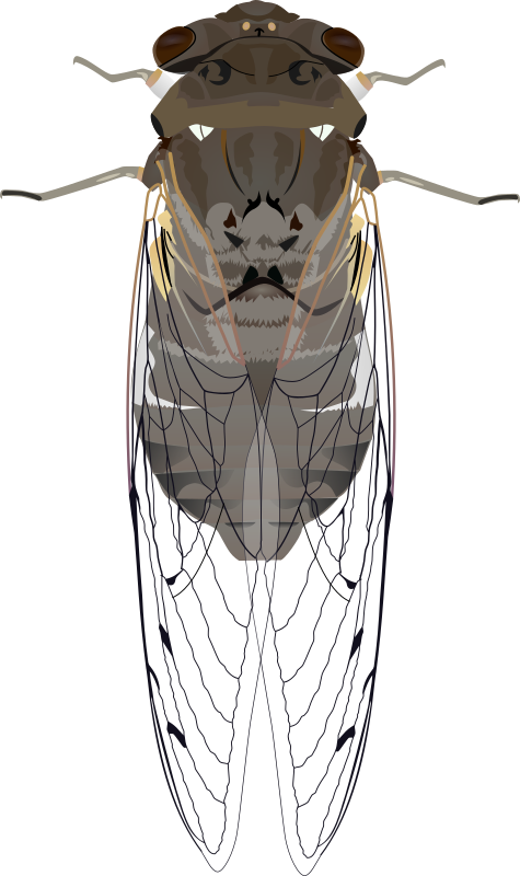 Cicada