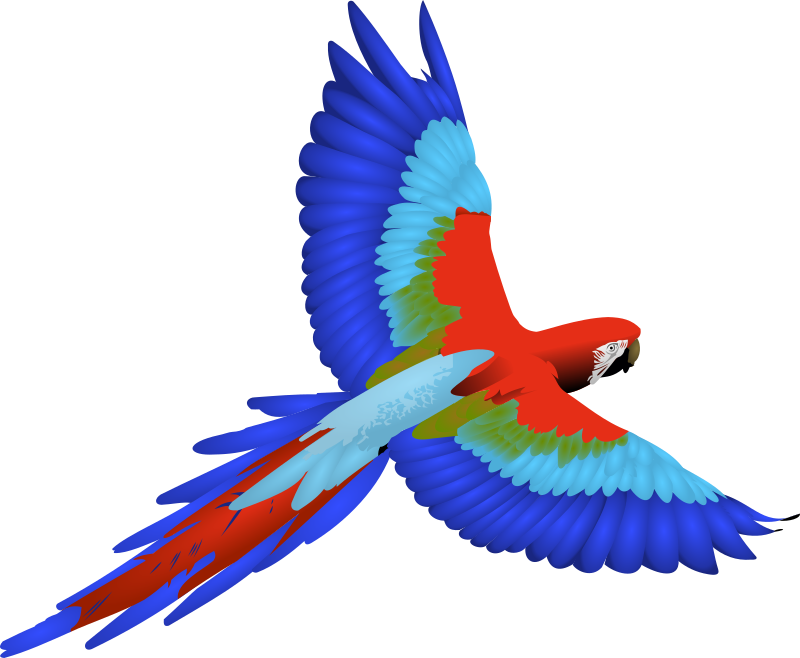 Macaw