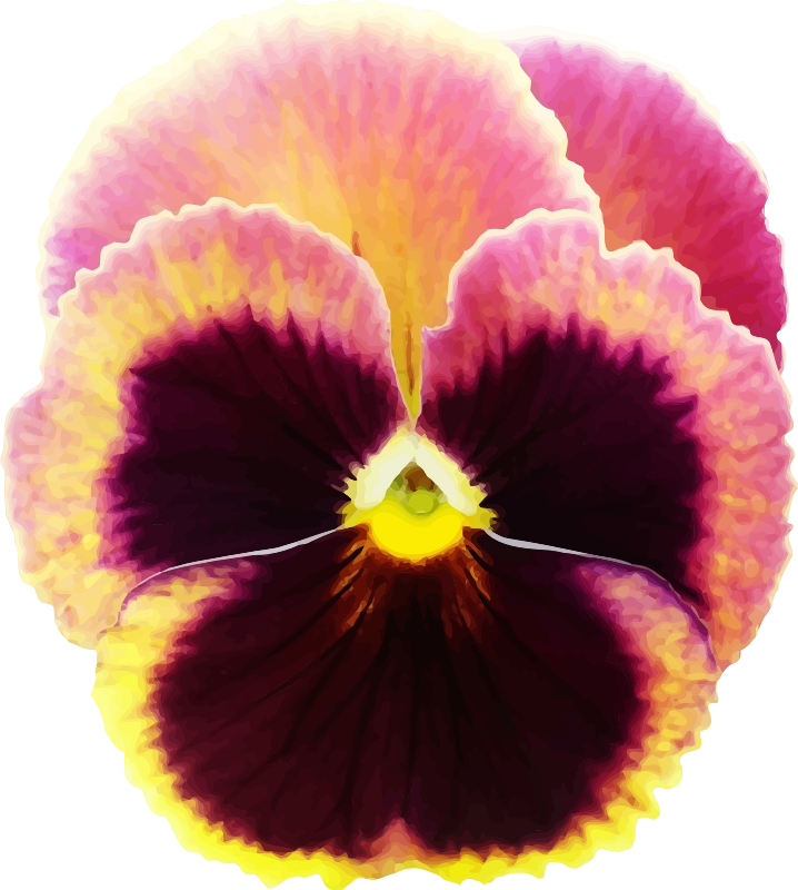 Pansy