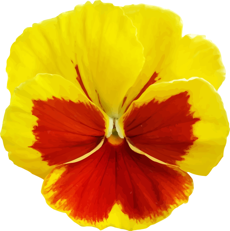 Pansy 2