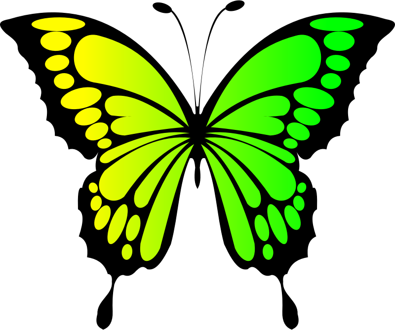 Butterfly Yellow Green