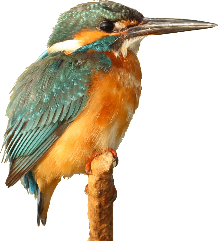 Kingfisher Bird